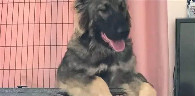 养高加索之前,花2分钟了解行吗?