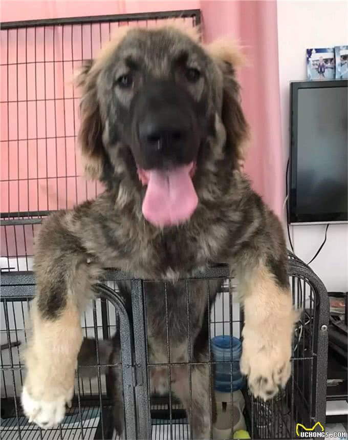 养高加索之前,花2分钟了解行吗?