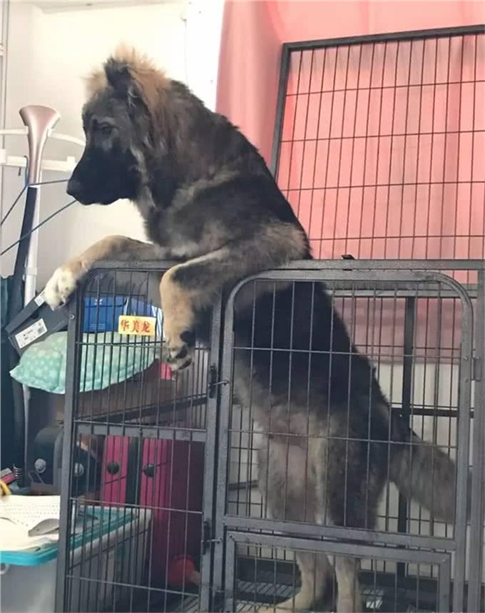 养高加索之前,花2分钟了解行吗?