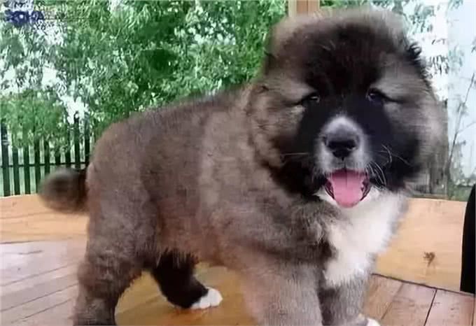 养高加索之前,花2分钟了解行吗?