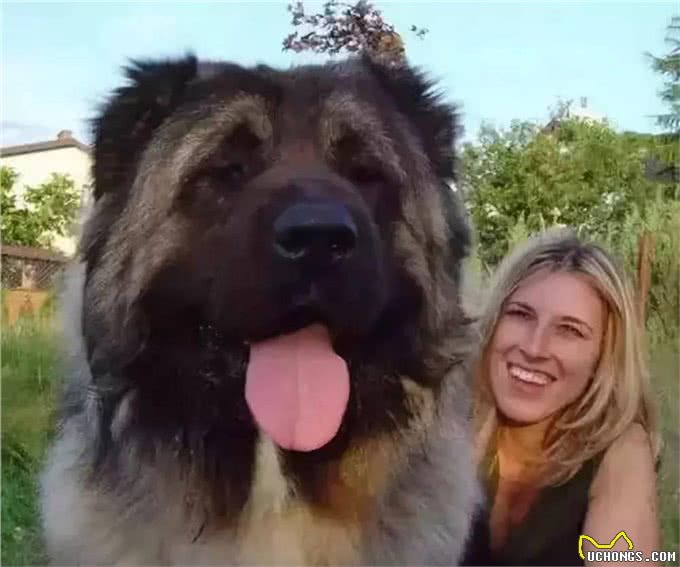 养高加索之前,花2分钟了解行吗?