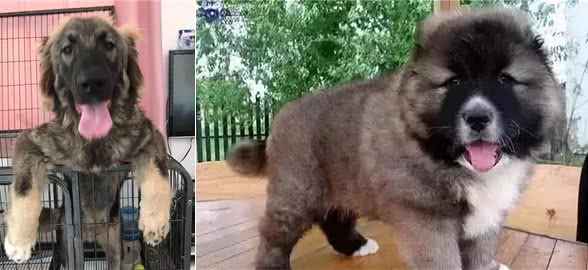 养高加索之前，花2分钟了解行吗?