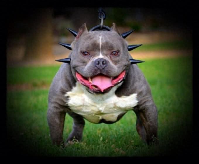 超大型美国恶霸犬:一种男人的犬!