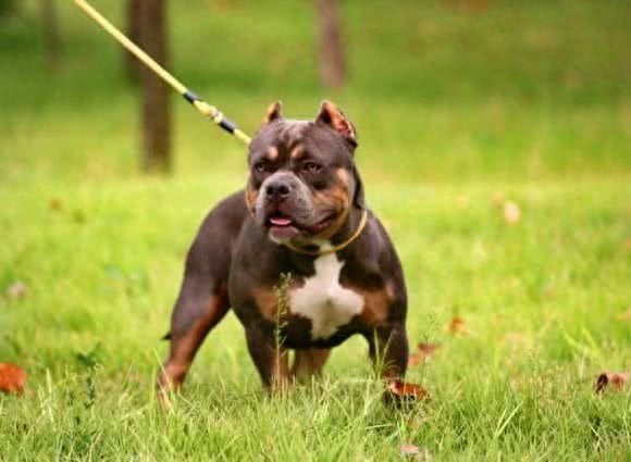 超大型美国恶霸犬:一种男人的犬!