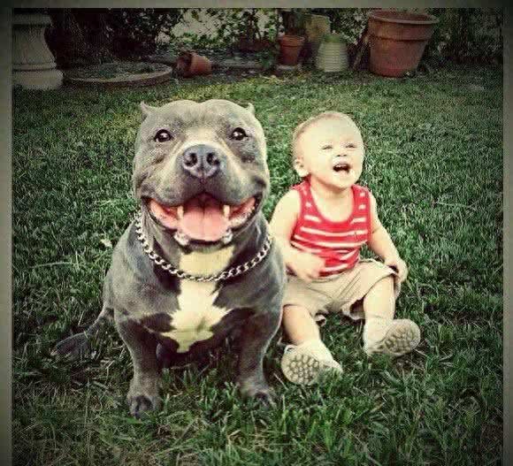 超大型美国恶霸犬:一种男人的犬!