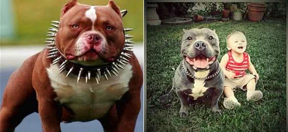 超大型美国恶霸犬:一种男人的犬!