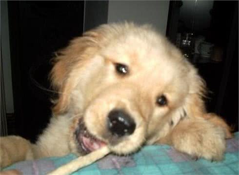 家有乖乖狗!宠物驯养第六期