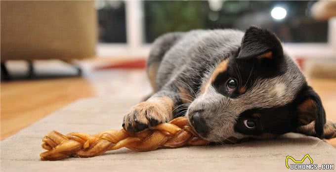 家有乖乖狗!宠物驯养第六期