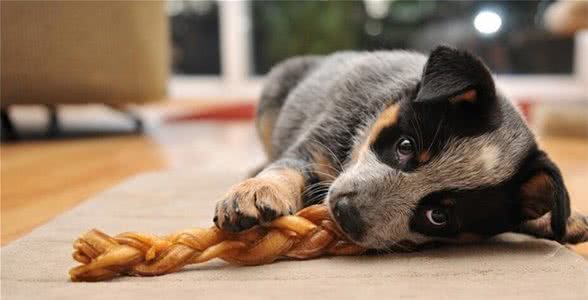 家有乖乖狗!宠物驯养第六期