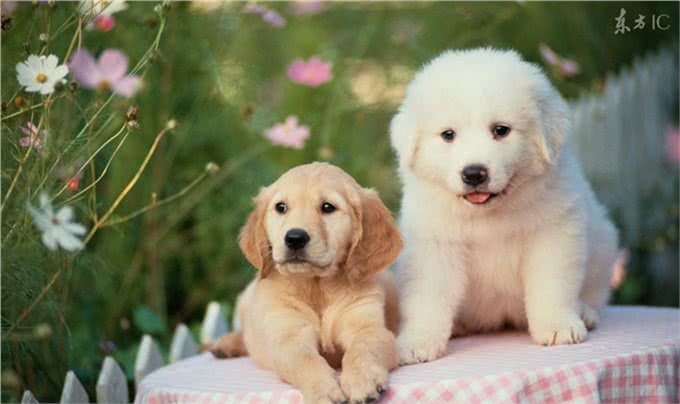 难道因为这些，你才不养大白熊犬的原因吗?