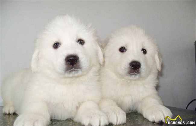 难道因为这些，你才不养大白熊犬的原因吗?