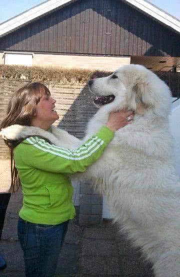 难道因为这些，你才不养大白熊犬的原因吗?