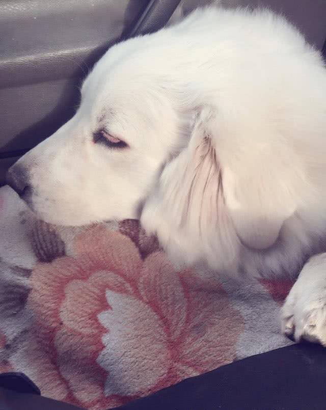 难道因为这些，你才不养大白熊犬的原因吗?