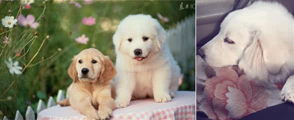 难道因为这些,你才不养大白熊犬的原因吗?