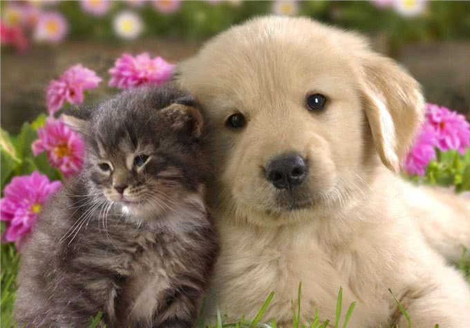 夏天宠物掉毛严重怎么办?可能是主人的问题哦