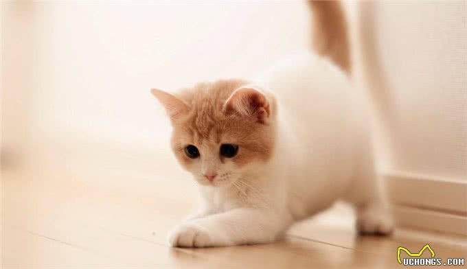 夏天宠物掉毛严重怎么办?可能是主人的问题哦