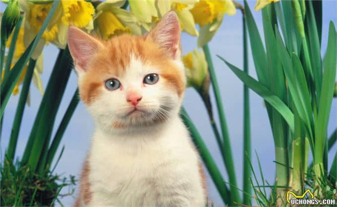 夏天宠物掉毛严重怎么办?可能是主人的问题哦