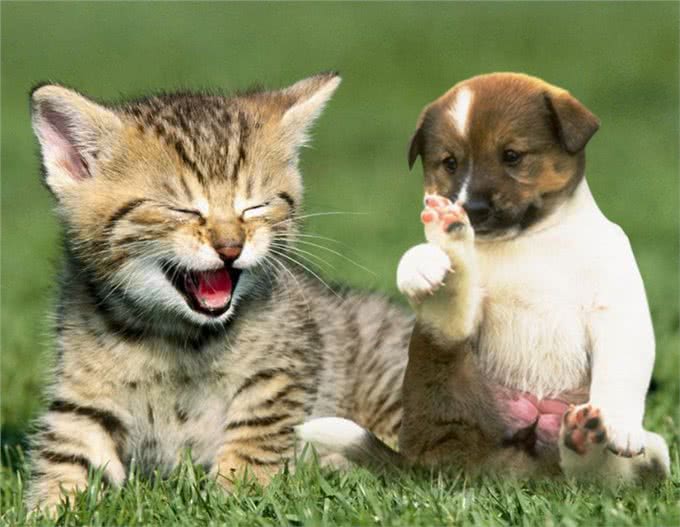 夏天宠物掉毛严重怎么办?可能是主人的问题哦