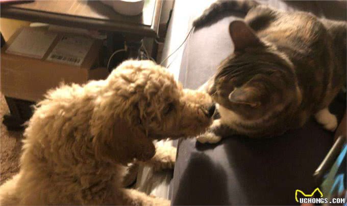 夏天宠物掉毛严重怎么办?可能是主人的问题哦