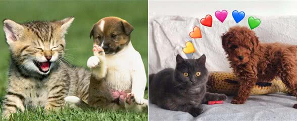 夏天宠物掉毛严重怎么办?可能是主人的问题哦