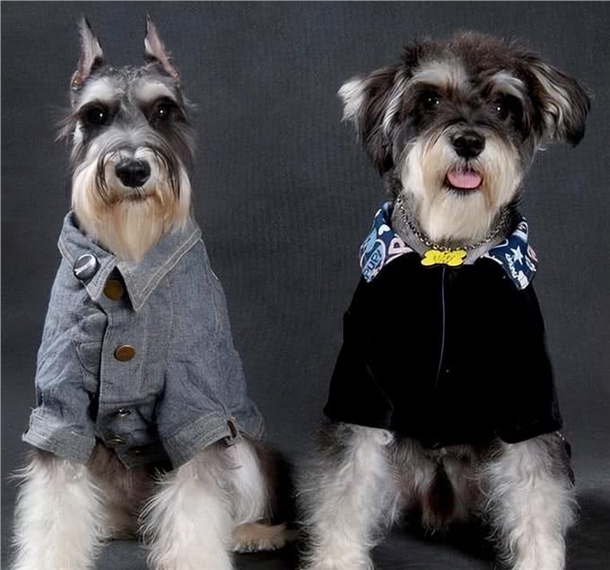 为什么越来越多人养雪纳瑞?这6个优势，看了不选都不行