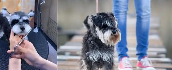 为什么越来越多人养雪纳瑞?这6个优势，看了不选都不行