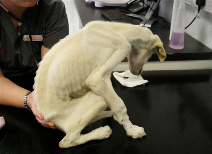 狗狗消瘦的原因有哪些，为了你家狗子，速看!