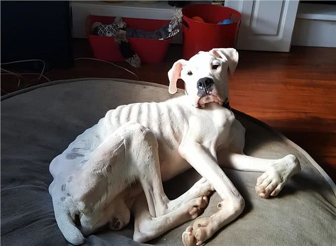 狗狗消瘦的原因有哪些，为了你家狗子，速看!