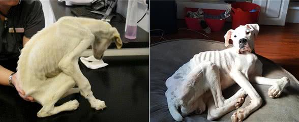 狗狗消瘦的原因有哪些，为了你家狗子，速看!