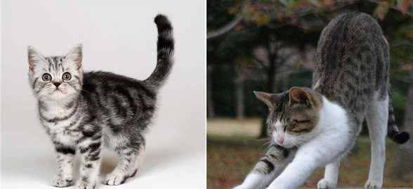 每日一猫:中国狸花猫