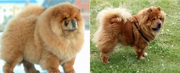 5招，教你把松狮犬养得干净、体味轻