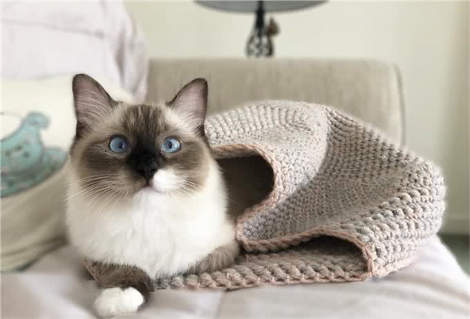 猫咪饲养过程中的五个误区，避开这几条就能成为优秀铲屎官