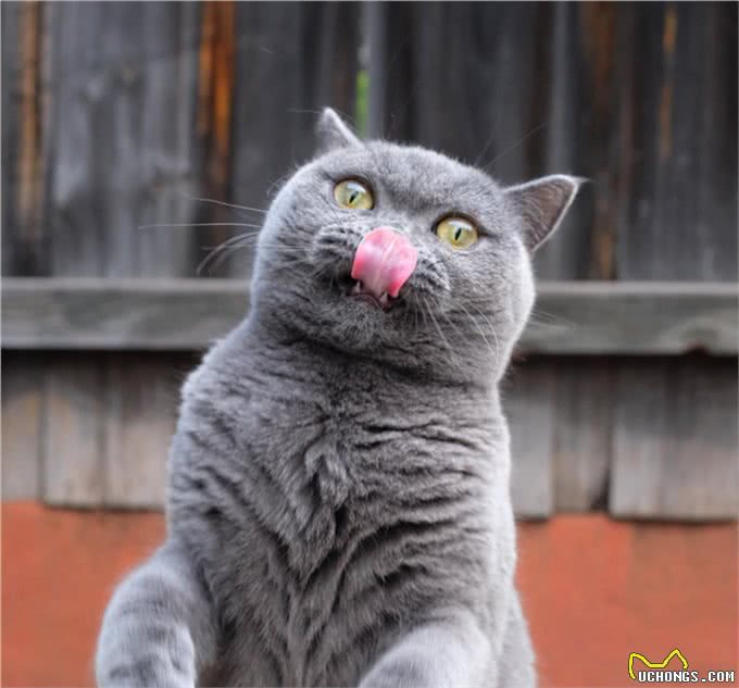 猫咪饲养过程中的五个误区，避开这几条就能成为优秀铲屎官