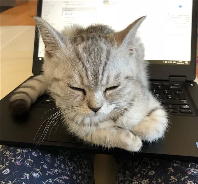 猫咪饲养过程中的五个误区，避开这几条就能成为优秀铲屎官