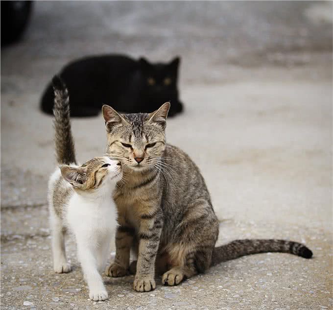 猫咪饲养过程中的五个误区，避开这几条就能成为优秀铲屎官