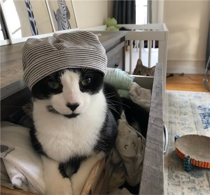 猫咪饲养过程中的五个误区，避开这几条就能成为优秀铲屎官