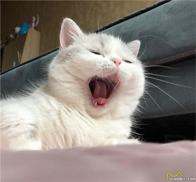 猫咪饲养过程中的五个误区，避开这几条就能成为优秀铲屎官