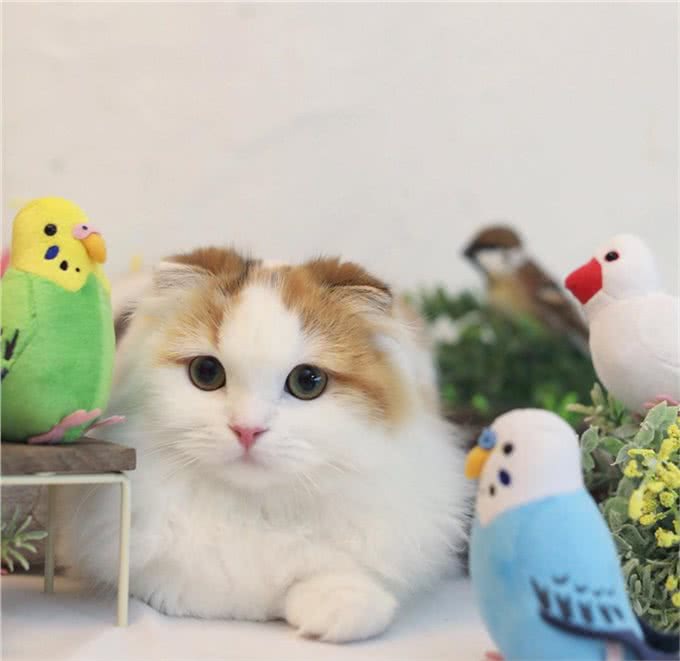 猫咪饲养过程中的五个误区，避开这几条就能成为优秀铲屎官