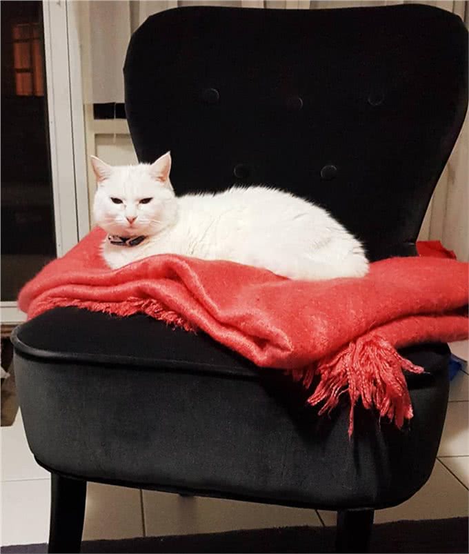猫咪饲养过程中的五个误区，避开这几条就能成为优秀铲屎官