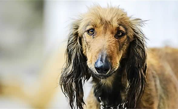 非遗在身边关中细狗—陕西本土最优良的猎犬