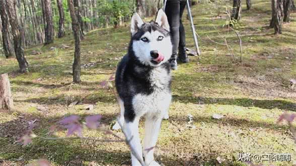 养狗小知识:怎样为自己的爱宠挑选合适的狗粮?