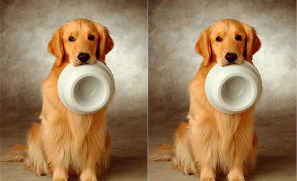最佳家庭伴侣训练金毛犬的4攻略