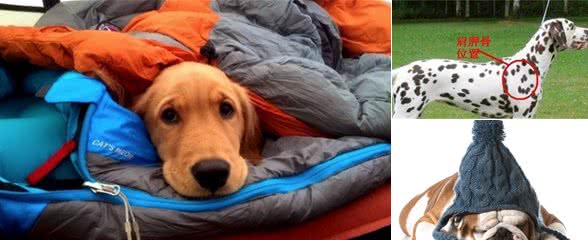 冬天狗需要保暖吗?