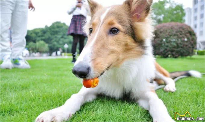 德国牧羊犬，素有天然警犬之称