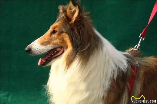 德国牧羊犬，素有天然警犬之称