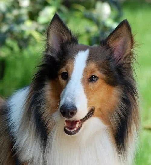 德国牧羊犬，素有天然警犬之称