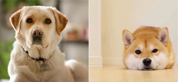 狗狗大便里的学问，你了解多少?