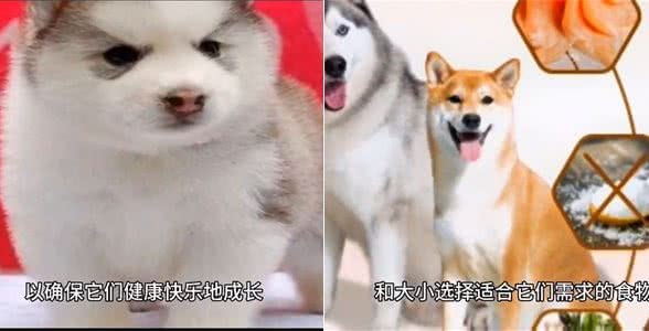 关于狗狗的喂养知识，你知道多少?