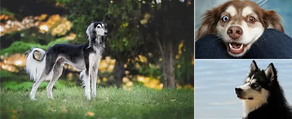 梵希娅洗护课堂丨长毛狗狗是不是要用更多宠物香波?