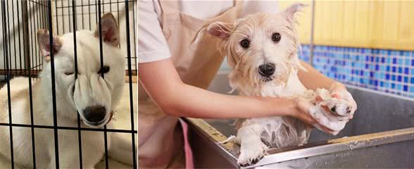 兽医劝告:这5个动作是在给狗狗上刑，现在知道还不晚